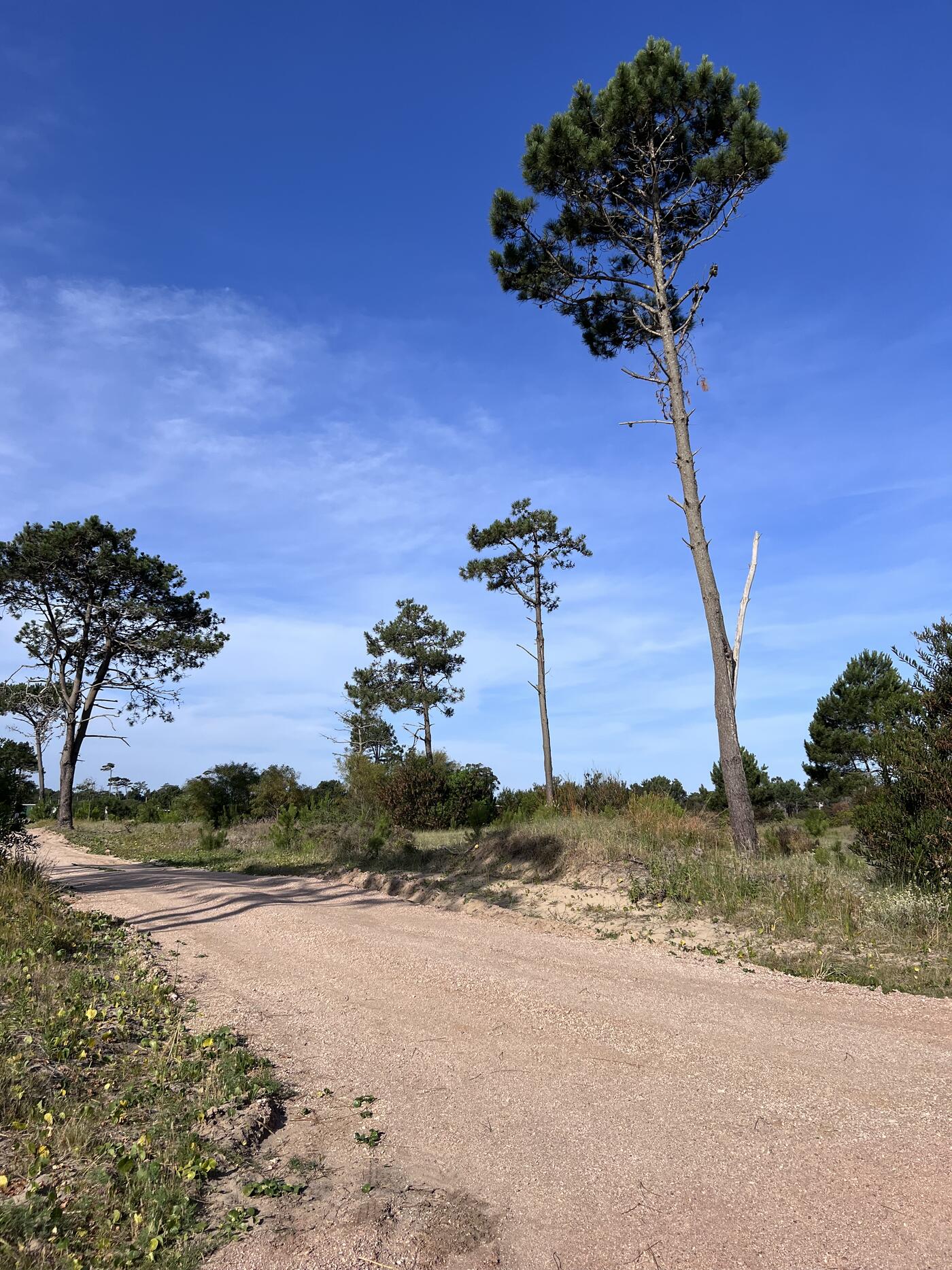 Pinos altos y vegetación de duna
