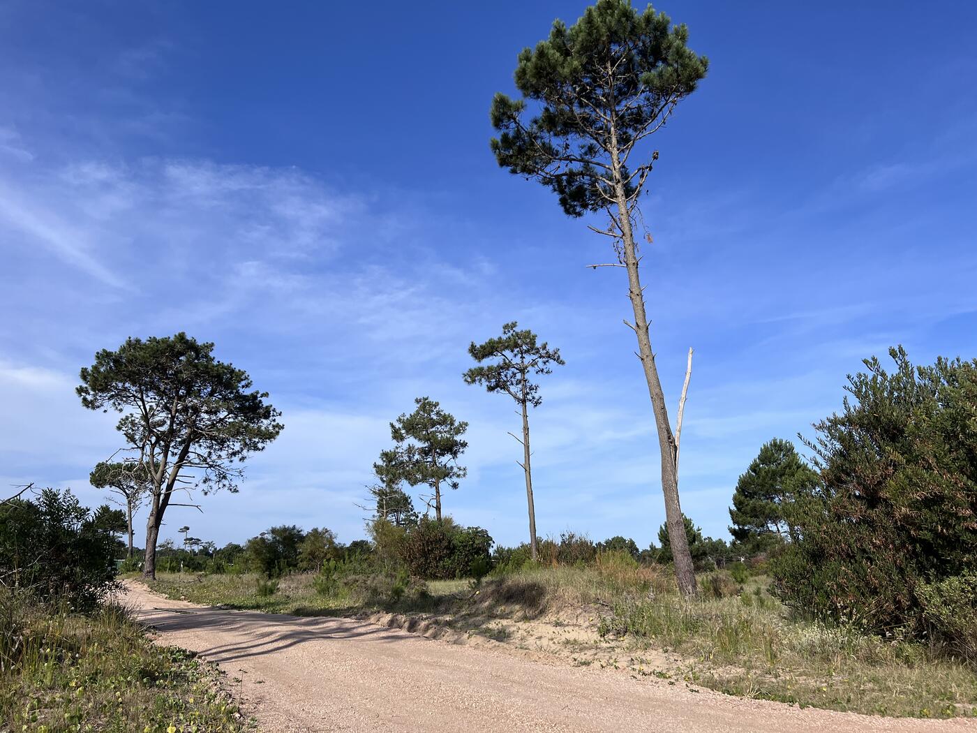Pinos en el bosque de La Viuda